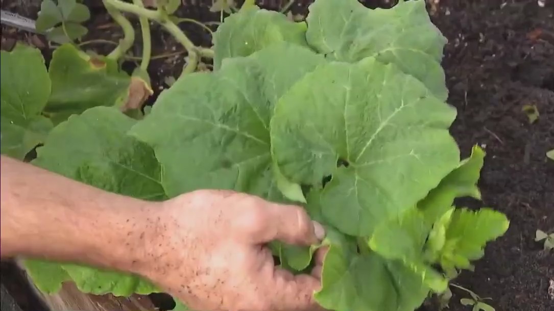 Good Day Garden: Summer growing tips from Whitwam Organics