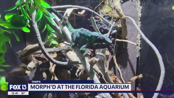 The Florida Aquarium's Morph'D gallery features 18 species from around the globe