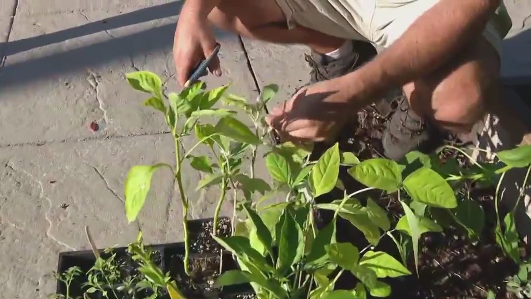 Is it too late to plant a garden?