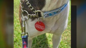 Teen makes ID tags for animals awaiting adoption