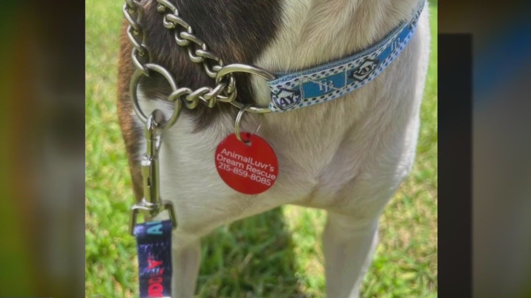 Teen makes ID tags for animals awaiting adoption