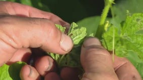 Prevent caterpillars from ruining garden