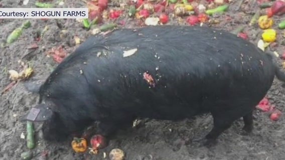 Feral hogs disrupting ecosystem