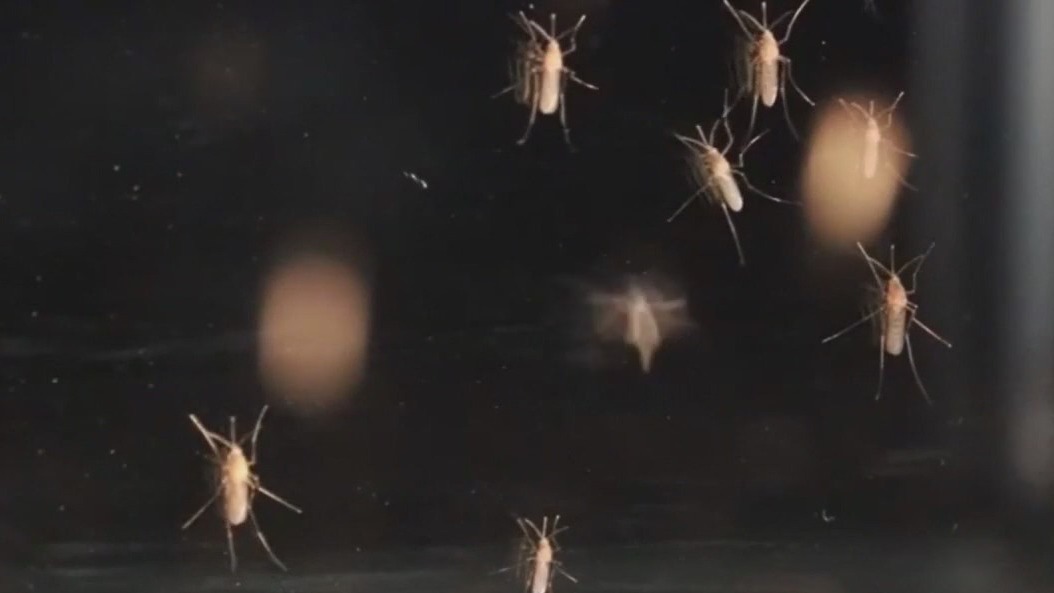 Sarasota working to stop the spread of malaria