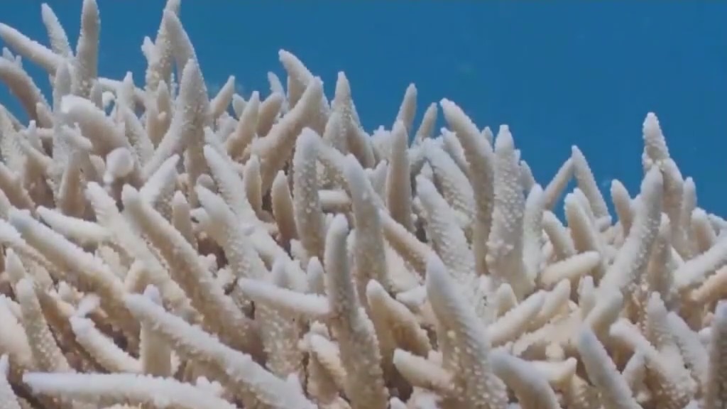 Warm water and coral bleaching