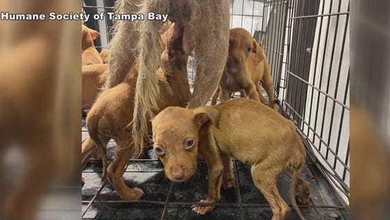 Puppies abandoned at construction site