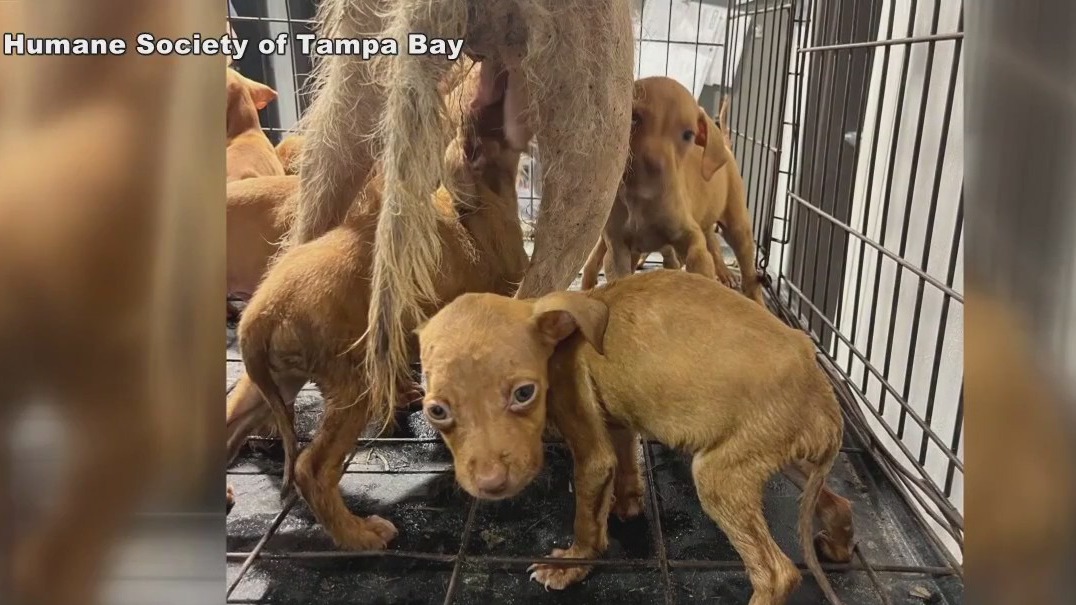 Puppies abandoned at construction site