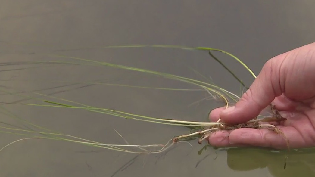 Florida losing seagrass at alarming rate