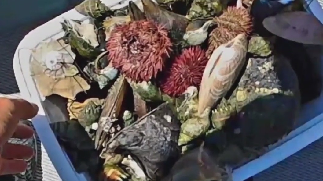 More marine poachers spotted off Anna Maria