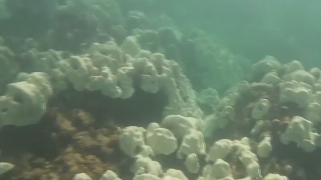 Record water temperatures threatening coral reefs