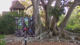 ?John Pirman?: Diving into nature at Selby Gardens