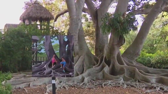 ?John Pirman?: Diving into nature at Selby Gardens