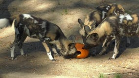 Brookfield Zoo animals treated to pumpkins as Halloween approaches