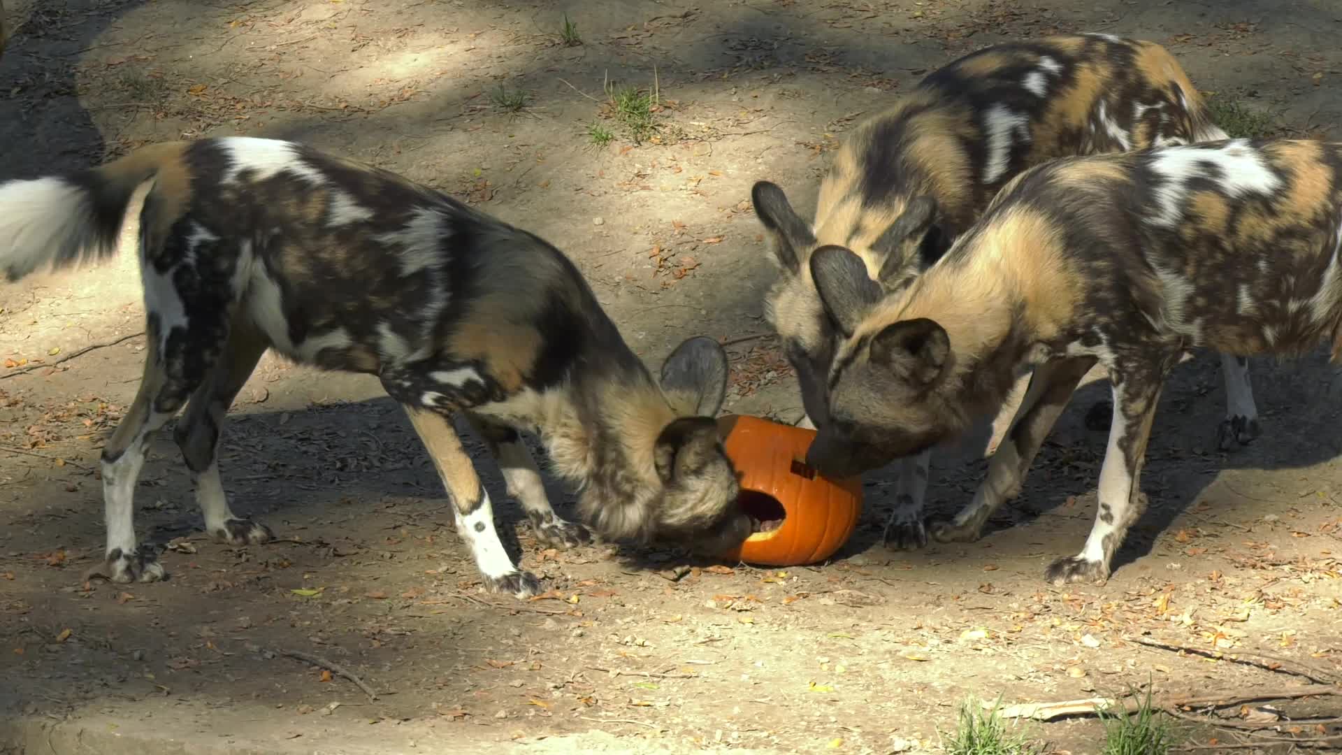 Brookfield Zoo animals treated to pumpkins as Halloween approaches