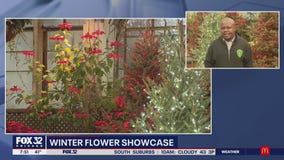 Lincoln Park Conservatory launches Winter Flower Show, "Candy Cane"