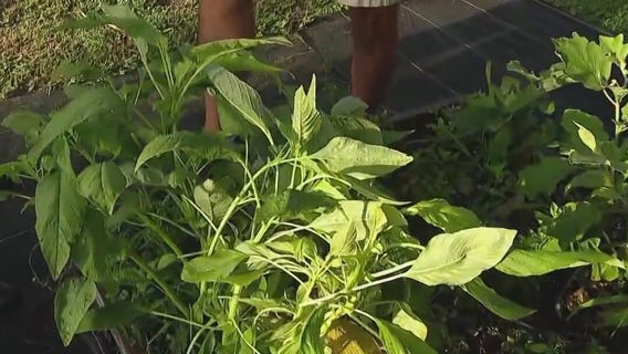 Heat-resistant plants