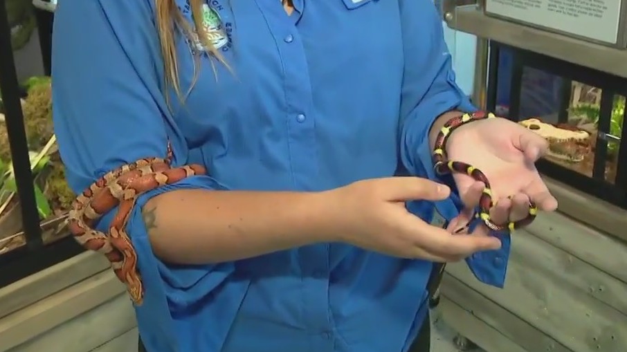 New exhibit at Tampa Bay Watch Discovery Center in St. Pete | FOX 13 ...