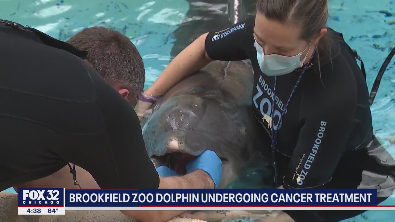 Brookfield Zoo dolphin undergoing cancer treatment