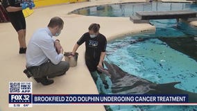 Brookfield Zoo dolphin receiving unique cancer treatment