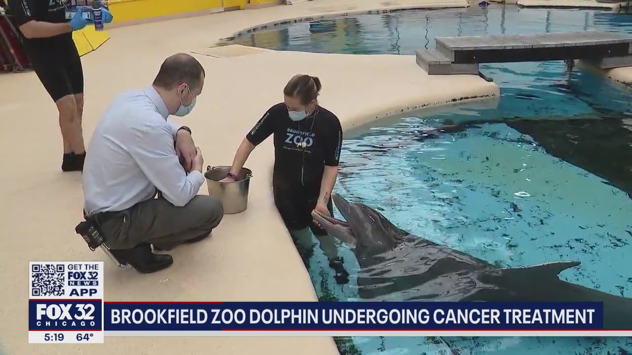 Brookfield Zoo dolphin receiving unique cancer treatment