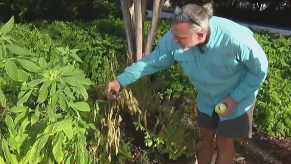 Summer garden wins, losses