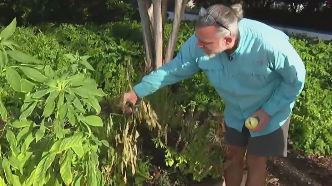 Summer garden wins, losses