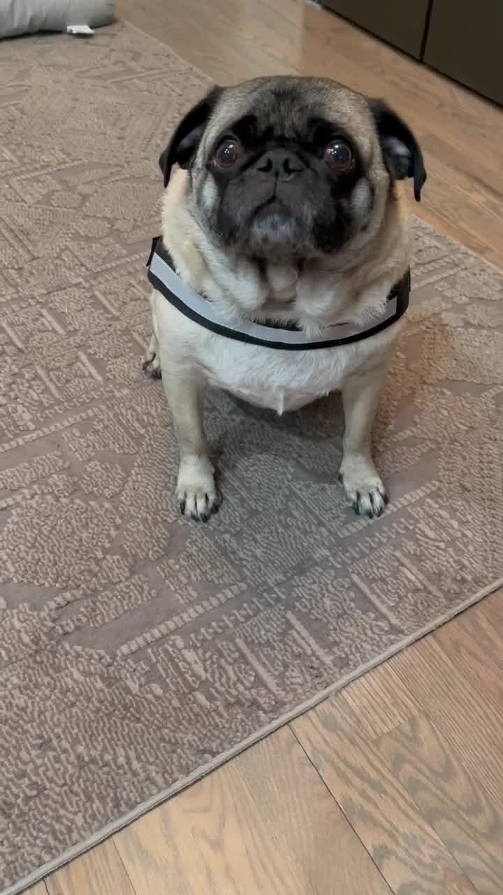 Chicago pug infected with COVID-19, first confirmed dog case in Illinois