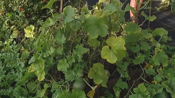 Getting your garden storm ready