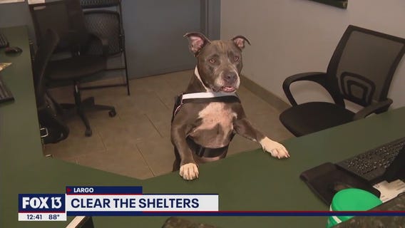 SPCA of Tampa Bay waives all adoption fees