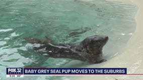 Baby gray seal pup moves to suburban Chicago