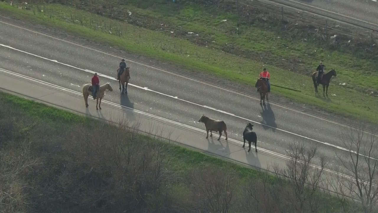 2 stubborn cows demand freedom after getting loose on Illinois interstate