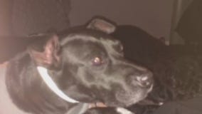 Dunedin non-profit helping dogs find a home