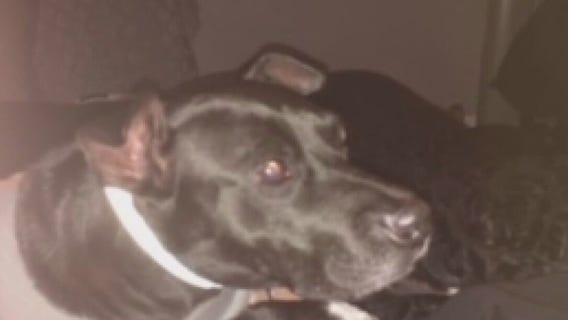 Dunedin non-profit helping dogs find a home