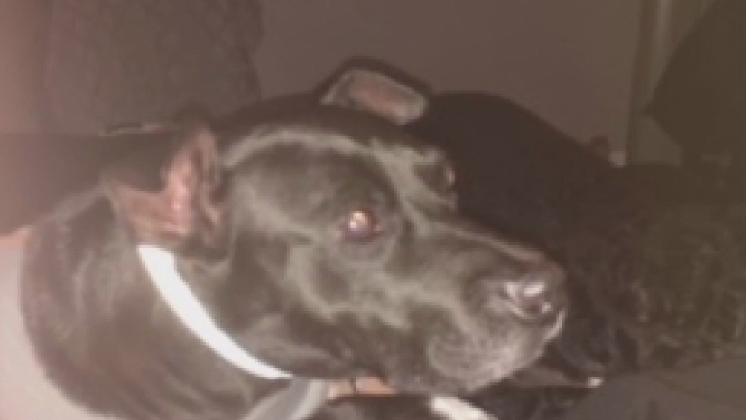 Dunedin non-profit helping dogs find a home