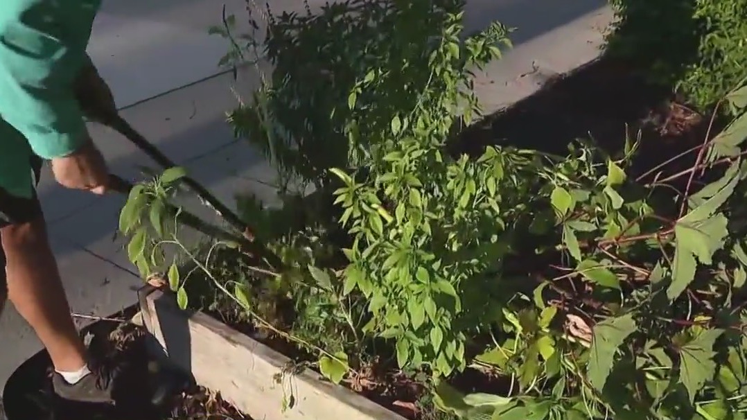 How to plant a fall garden