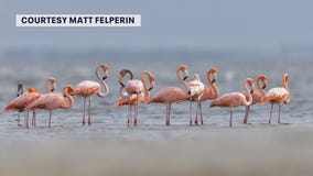 The history of flamingos in Florida