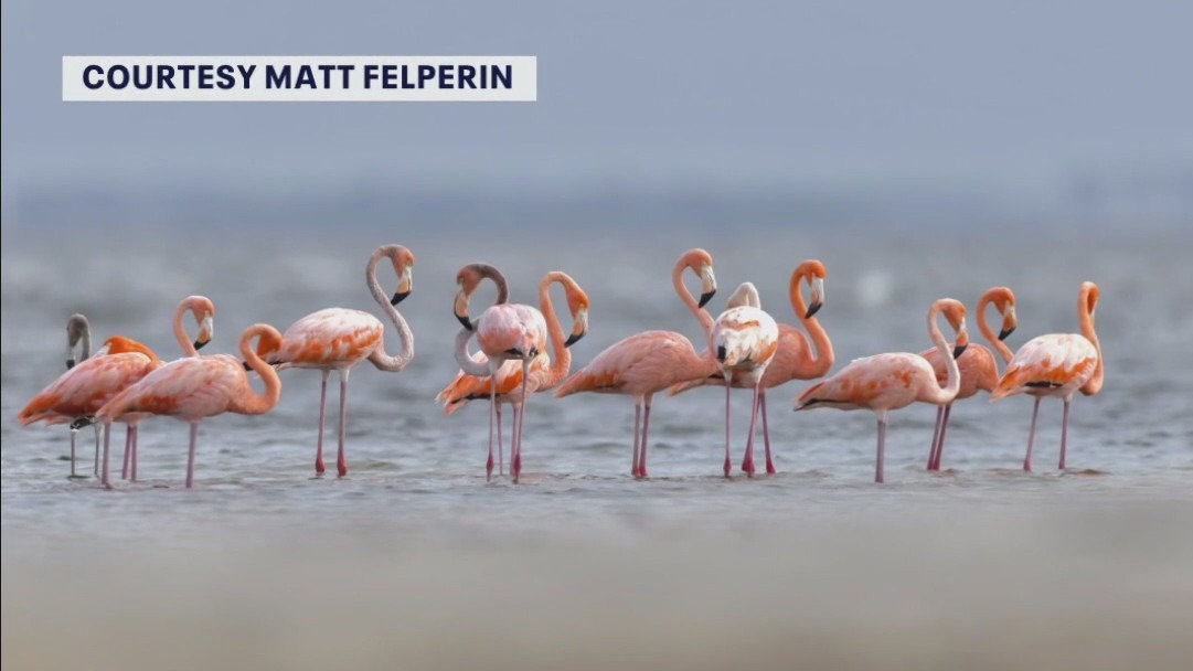 The history of flamingos in Florida