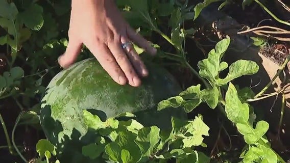 How to tell if a watermelon is ripe