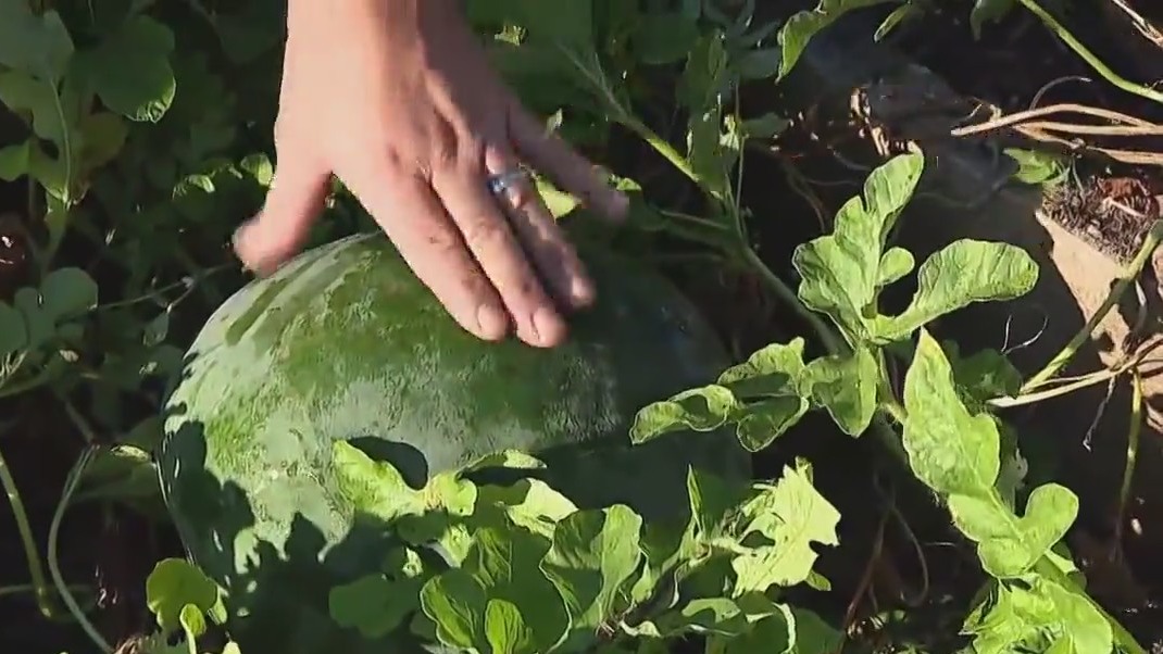 How to tell if a watermelon is ripe
