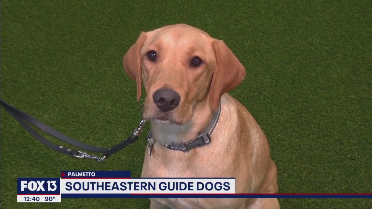 Skilled companion dogs program offers pups for emotional support