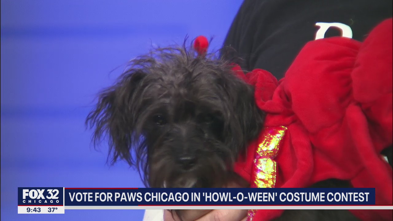 Vote for PAWS Chicago to win annual 'HOWL-oween' costume contest