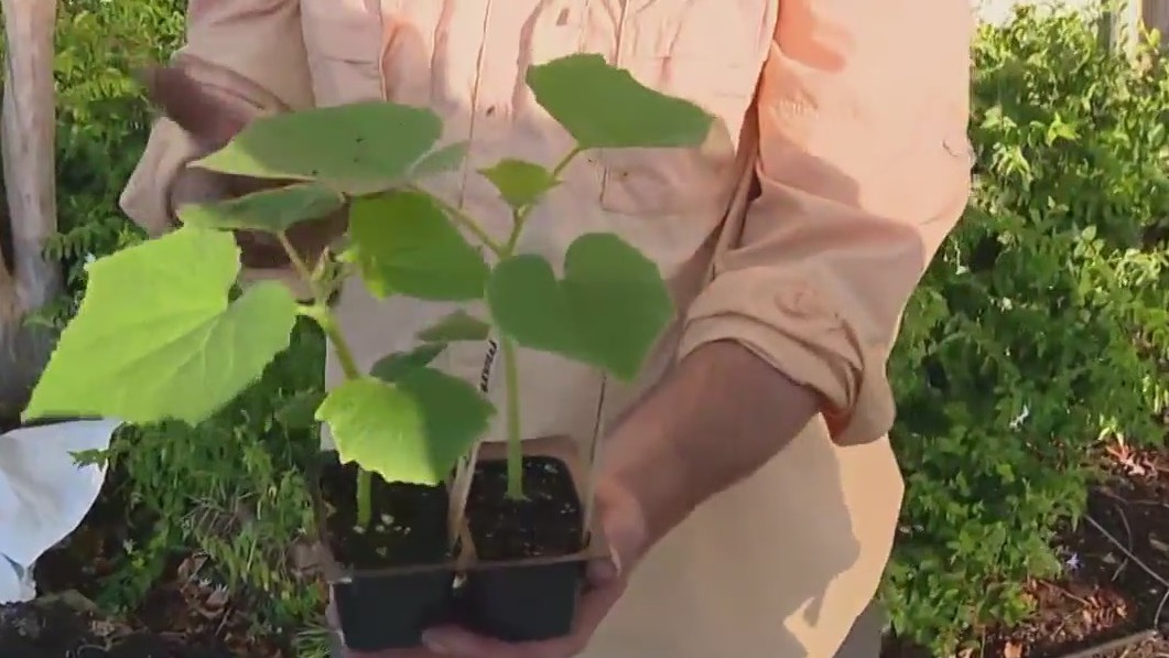 Live plants v. seeds