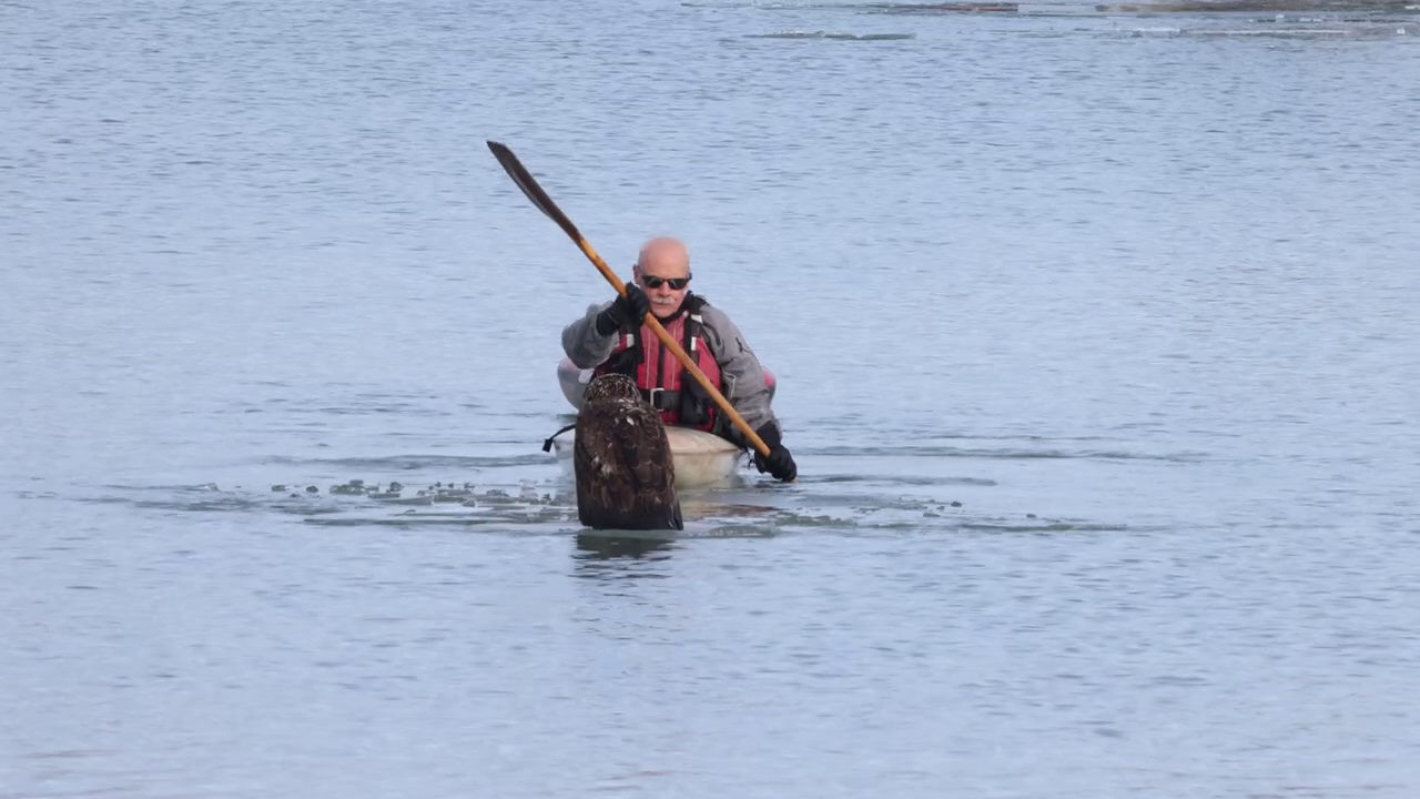 Bald Eagle rescued from Waukegan Harbor