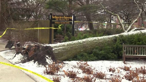 Tree on Northwestern campus falls on 4 pedestrians
