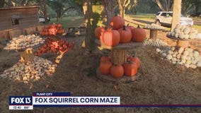 Enjoy a 5 acre corn maze in Plant City
