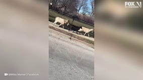 Goats spotted roaming Chicago streets