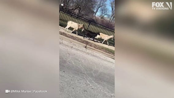 Goats spotted roaming Chicago streets