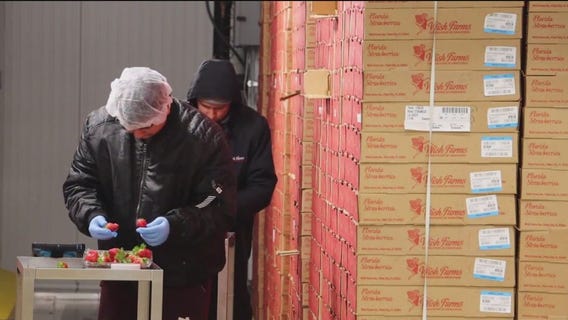 Celebrating the strawberry: Wish Farms in Plant City