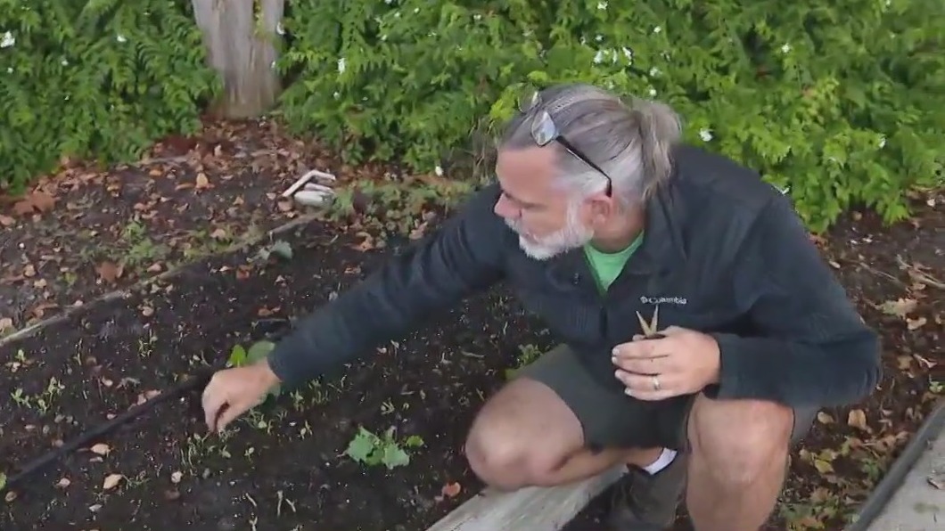 Is it time to cover tomato plants?