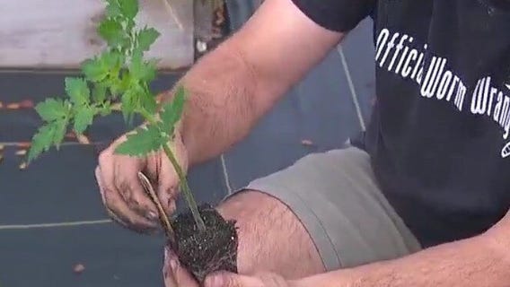 Repotting plants in time for approaching spring